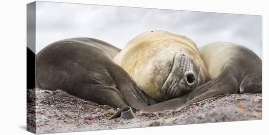 Male Southern elephant seal after breeding period on the Falkland Islands.-Martin Zwick-Premier Image Canvas