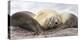 Male Southern elephant seal after breeding period on the Falkland Islands.-Martin Zwick-Premier Image Canvas