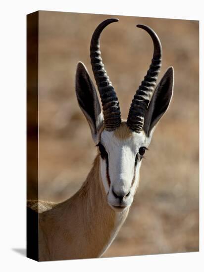 Male Springbok (Antidorcas Marsupialis), Kgalagadi Transfrontier Park, South Africa-James Hager-Premier Image Canvas