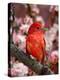 Male Summer Tanager-Adam Jones-Premier Image Canvas