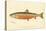 Male Sunapee Trout-null-Premier Image Canvas