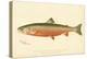 Male Sunapee Trout-null-Premier Image Canvas