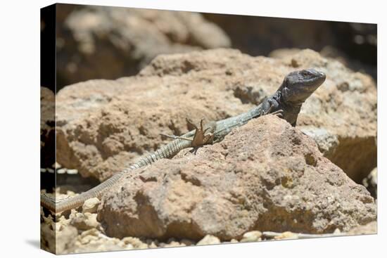 Male Tenerife Lizard (Western Canaries Lizard) (Gallotia Galloti) Sun Basking on Volcanic Rock-Nick Upton-Premier Image Canvas