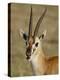 Male Thomsons Gazelle, Masai Mara National Reserve-James Hager-Premier Image Canvas