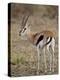 Male Thomsons Gazelle, Masai Mara National Reserve-James Hager-Premier Image Canvas