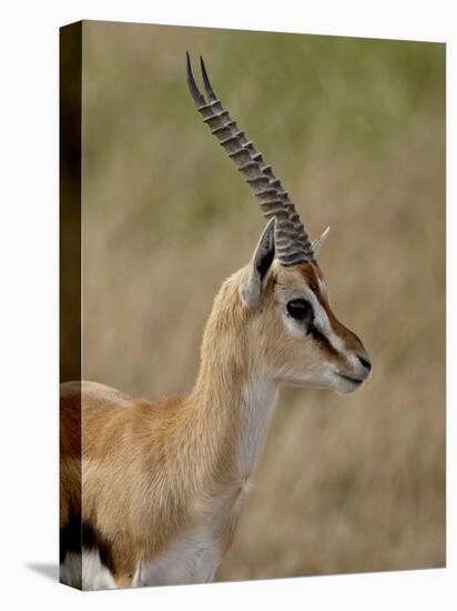 Male Thomsons Gazelle, Masai Mara National Reserve-James Hager-Premier Image Canvas