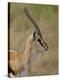 Male Thomsons Gazelle, Masai Mara National Reserve-James Hager-Premier Image Canvas