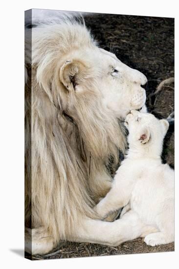 Male White Lion And Cub-Tony Camacho-Premier Image Canvas
