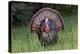 Male wild turkey in full breeding display. Great Smoky Mountains, National Park, Tennessee-Adam Jones-Premier Image Canvas