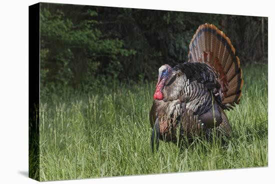 Male wild turkey in full breeding display. Great Smoky Mountains, National Park, Tennessee-Adam Jones-Premier Image Canvas