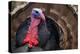 Male Wild Turkey (Meleagris Gallopavo) Displaying, Captive-Edwin Giesbers-Premier Image Canvas