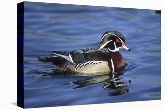 Male Wood Duck-Hal Beral-Premier Image Canvas