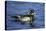 Male Wood Duck-Hal Beral-Premier Image Canvas