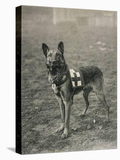 Malinois (Belgian Shepherd Dog) Trained for Work as a French Red Cross Dog-null-Premier Image Canvas
