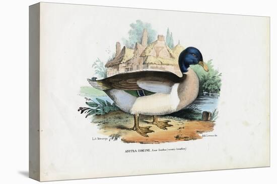 Mallard, 1863-79-Raimundo Petraroja-Premier Image Canvas