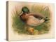 Mallard (Anas boschas), 1900, (1900)-Charles Whymper-Premier Image Canvas