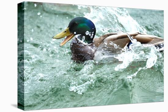 Mallard, Anas Platyrhynchos, Erpel-Reiner Bernhardt-Premier Image Canvas