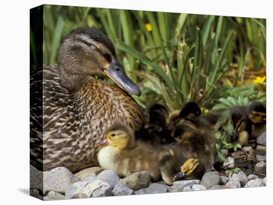 Mallard (Anas Platyrhyncos) with Ducklings, United Kingdom-Steve & Ann Toon-Premier Image Canvas