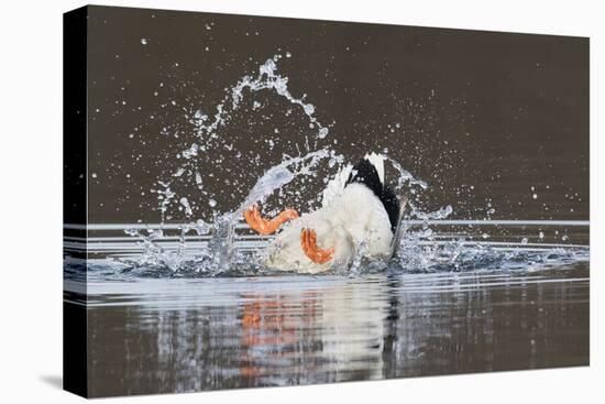 Mallard drake bathing-Ken Archer-Premier Image Canvas