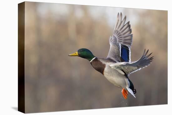 Mallard Drake flying-Ken Archer-Premier Image Canvas