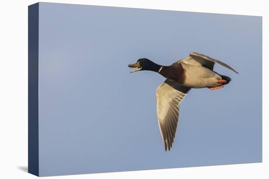 Mallard drake flying-Ken Archer-Premier Image Canvas