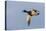 Mallard drake flying-Ken Archer-Premier Image Canvas