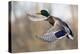 Mallard Drake Taking Flight-Ken Archer-Premier Image Canvas