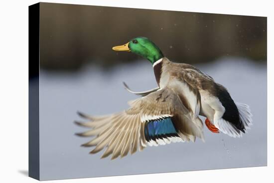 Mallard Drake Taking Flight-Ken Archer-Premier Image Canvas