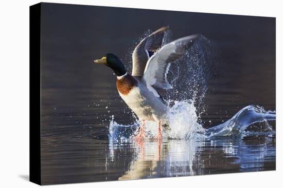 Mallard Drake Taking Flight-Ken Archer-Premier Image Canvas