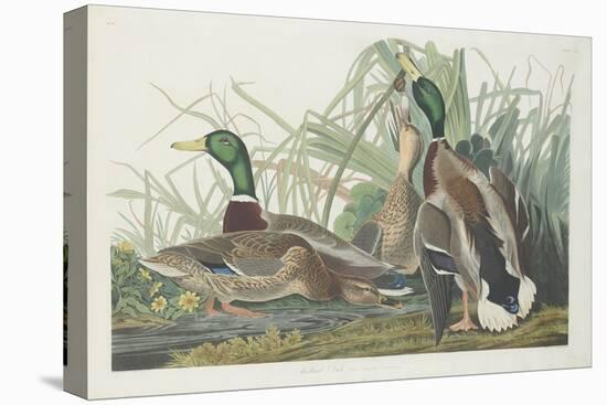 Mallard Duck, 1834-John James Audubon-Premier Image Canvas