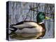 Mallard Duck Drake (Anas Platyrynchos) Spain-Juan Manuel Borrero-Premier Image Canvas