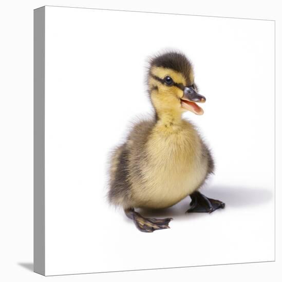 Mallard Duck Duckling at 24 Hours-null-Premier Image Canvas