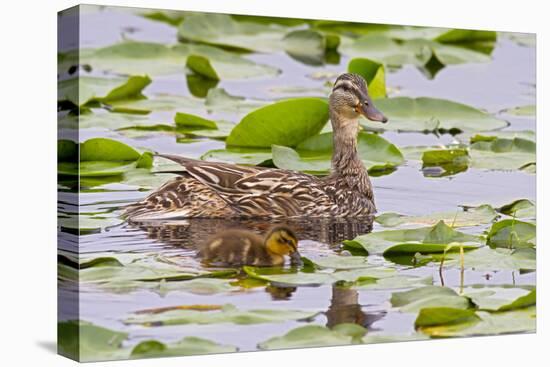 Mallard Duck, Duckling Wildlife, Juanita Bay Wetland, Washington, USA-Jamie & Judy Wild-Premier Image Canvas