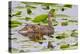 Mallard Duck, Duckling Wildlife, Juanita Bay Wetland, Washington, USA-Jamie & Judy Wild-Premier Image Canvas