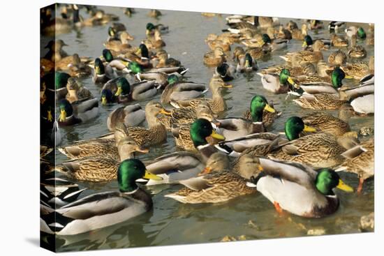 Mallard Duck Flock on Water-null-Premier Image Canvas