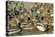 Mallard Duck Flock on Water-null-Premier Image Canvas