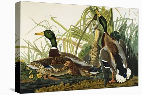 Mallard Duck. Mallard (Anas Platyrhynchos), Plate Ccxxi, from 'The Birds of America'-John James Audubon-Premier Image Canvas