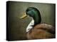 Mallard Duck Portrait-Jai Johnson-Premier Image Canvas