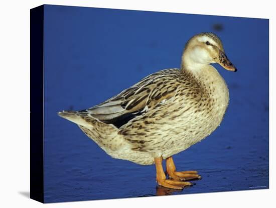 Mallard Duck Stanging on Ice, UK-Colin Varndell-Premier Image Canvas