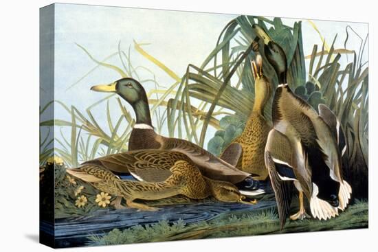 Mallard Duck-John James Audubon-Premier Image Canvas