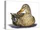 Mallard Duck-Tim Knepp-Premier Image Canvas