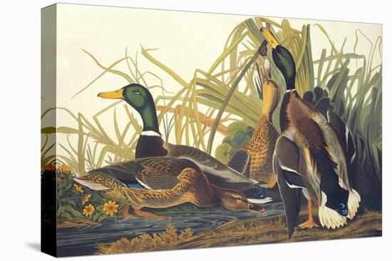 Mallard Duck-John James Audubon-Stretched Canvas