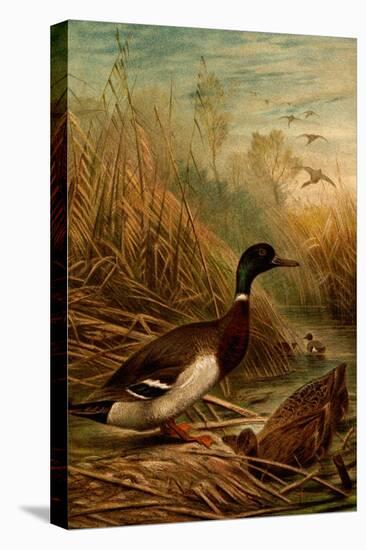 Mallard Duck-F.W. Kuhnert-Stretched Canvas