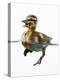 Mallard Duckling in Water-null-Premier Image Canvas