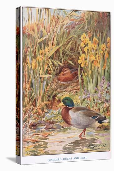 Mallard Ducks and Nest, Illustration from 'Country Days and Country Ways'-Louis Fairfax Muckley-Premier Image Canvas