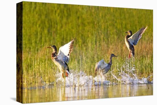 Mallard ducks takeoff from Whitefish Lake in Montana-Chuck Haney-Premier Image Canvas