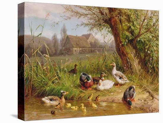 Mallard Ducks with their Ducklings-Carl Jutz-Premier Image Canvas