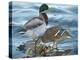 Mallard Family-Rusty Frentner-Premier Image Canvas