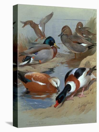 Mallard, Gadwell, Ruddy Shelduck watercolor-Archibald Thorburn-Premier Image Canvas