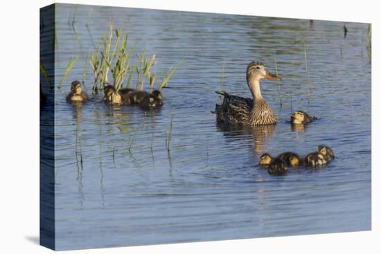 Mallard Hen with Ducklings-Ken Archer-Premier Image Canvas